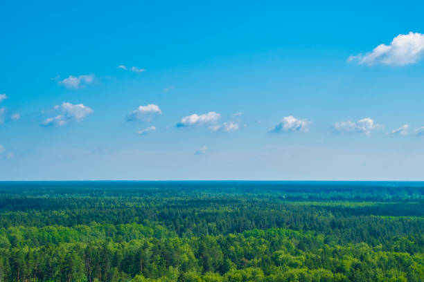 Panorama with coniferous forest and clouds. Top view of open spaces with treetops. Endless natural landscape.