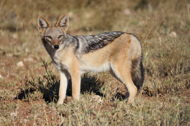 istock a black-backed jackal in the savannah of Namibia 2157956398