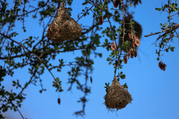 bird nests hanging in the trees in Namibia
