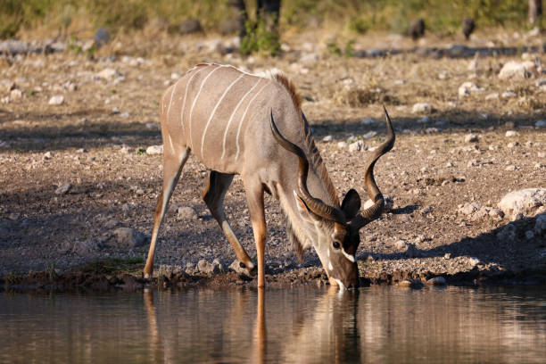 male kudu antelope at a waterhole