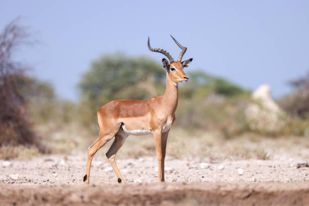 one male impala antelope in the bush of Namibia