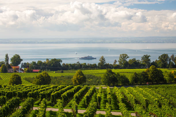 Immenstaad on Lake Constance | Landscape | Cyclist | Wine | Grapevine | Ship