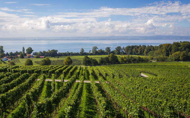istock Immenstaad on Lake Constance | Landscape | Cyclist | Wine | Grapevine | Ship 2157957328