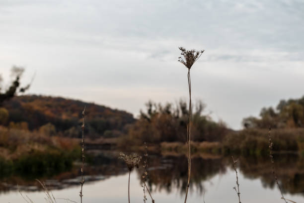 Dry autumn grass on river shore with cloudy sky reflections
