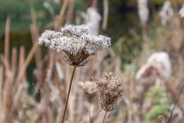 Autumnal close-up of grass and seed head by riverside, perfect for botanical themes