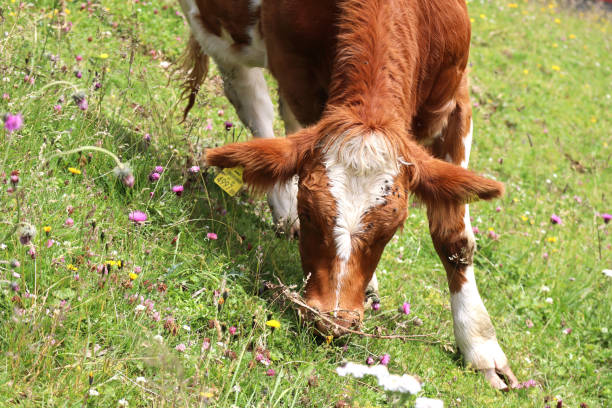 A calf eating grass on the green grass with wild purple, white and yellow flowers. It has a yellow tag on its ear.