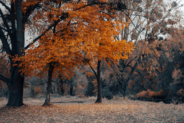 photo of a plant taken in autumn in the botanical park of madrid