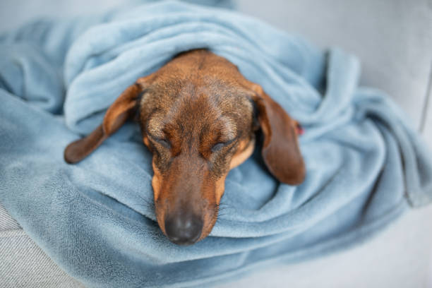 hand gently holds Dachshund dog paw