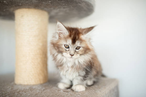 istock Cute tabby silver grey young maine coon cat lying on hammock on cat tree at home looking at camera. 4 month old kitten relaxing 2157958492