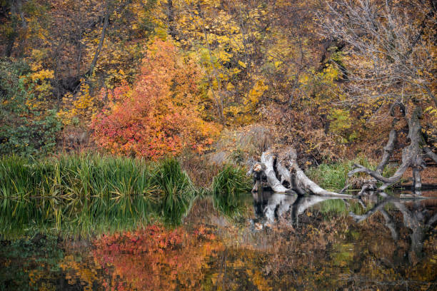 Nature's palette in vibrant autumn colors with mirror reflection on the calm river surface