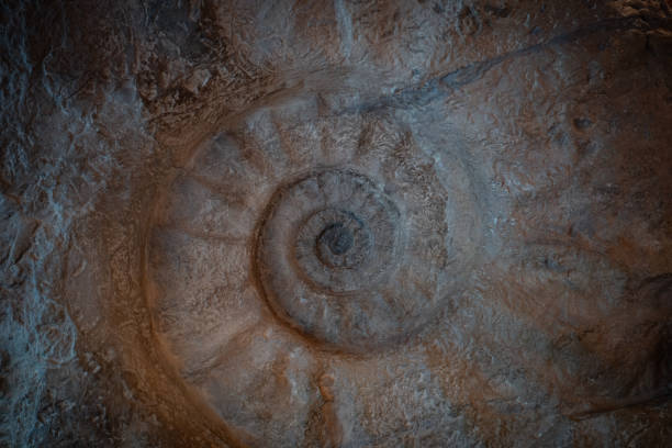 Fossils of marine life.Ammonite fossils.
