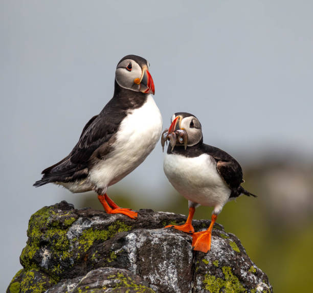 istock Image of two atlantic puffins standing next to each other on a rock, with one holding several fish in its beak 2157959197