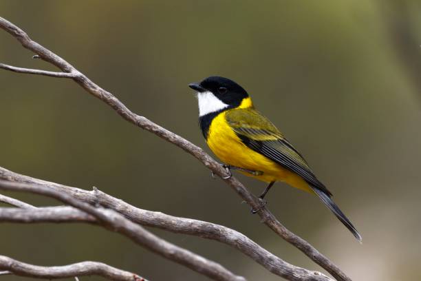 istock Golden Whistler Bird 2157959408