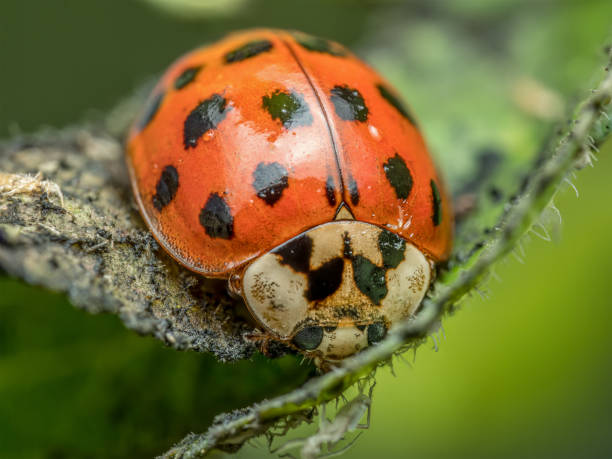 istock Asian ladybird on green leaf 2157960751