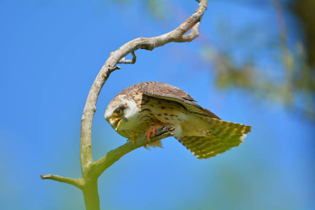 istock Red-footed falcon in the wild, on a tree branch, (Falco vespertinus) 2157961132