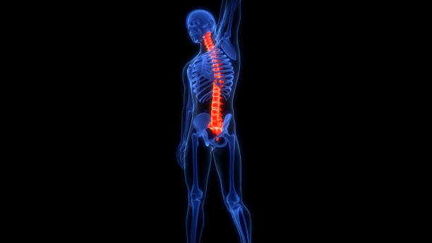 istock Spinal Cord Vertebral Column of Human Skeleton System Anatomy 2157961178