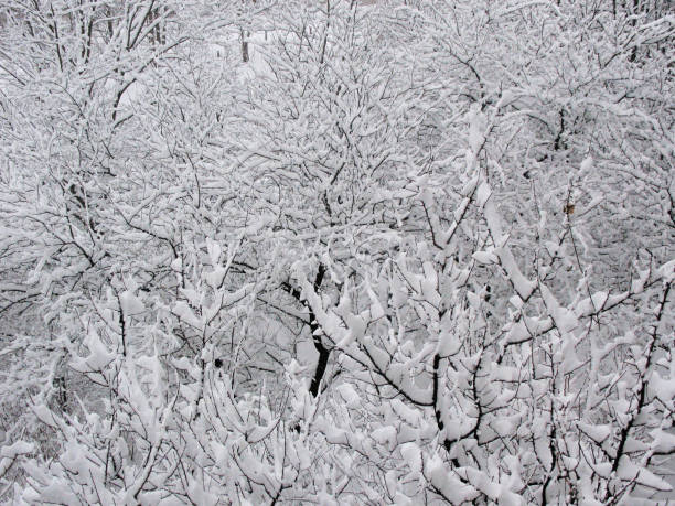 Snow-covered trees in winter after a heavy snowfall with grey clouds overhead.