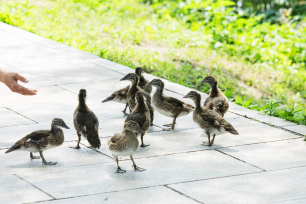A group of mandarin ducks on land are foraging for food
