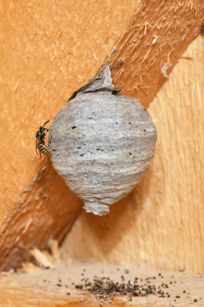 istock Wasp hive hanging from the ceiling under roof. 2157962786