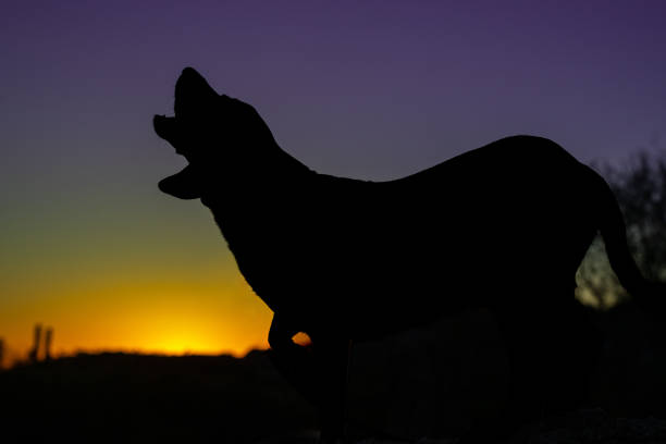 Howlling Beagle hound against an Arizona sunset for an outdoor natural portrait