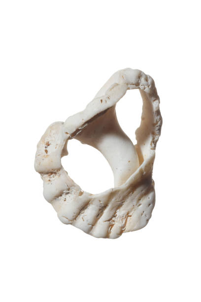 istock Fragment aged sea shell on white background. 2157963419