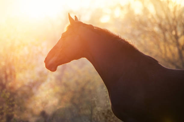 istock Horse portrait on sunset 2157963586