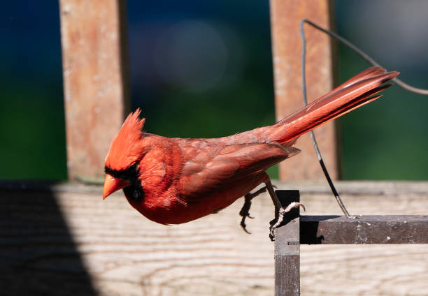 istock A Northern Cardinal jumps to the ground 2157964326