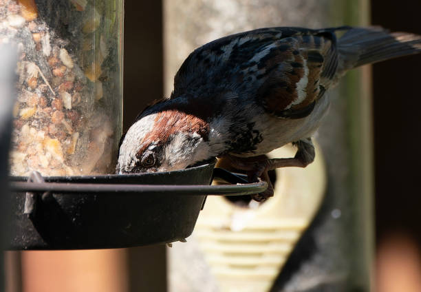 A small Sparrow feeds at the bird feeder