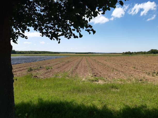 istock Agricultural asparagus field in summer, tree in foreground 2157965642