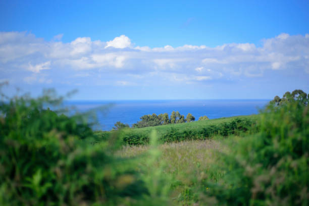 Green pastures field by the sea