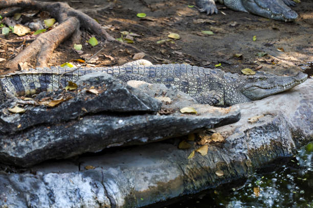 The thai crocodile rest on the garden