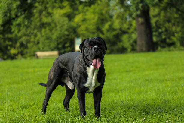 istock Big black dog on a green meadow in summer 2157967790