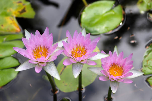 Three pink coloured water lilies on the water during good weather