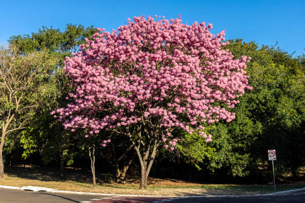 istock Pink Ipe in Brazil. 2157968830