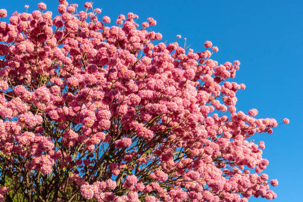 istock Pink Ipe in Brazil. 2157968958