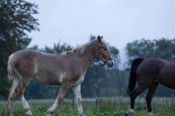 Farm horse walking in a field.
