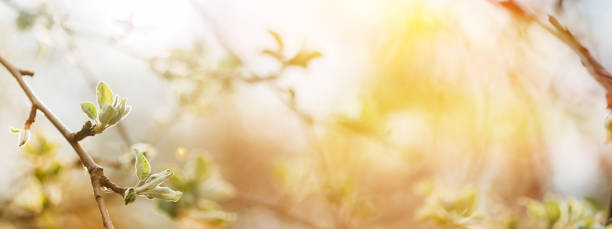 Soft Summer Light Shining On Buds Bloom On Branches In Spring. Panoramic View Of Young Spring Unblown Buds Growing In Branch Of Tree. Spring Concept Of Revival. Spring Theme