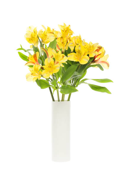 istock Alstroemeria flowers in a vase 2157970432