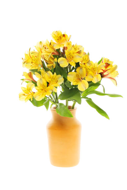 Alstroemeria in a vase
