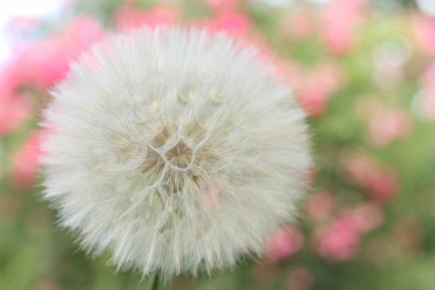 istock Dandelionon. Taraxacum Erythrospermum. 2157970894