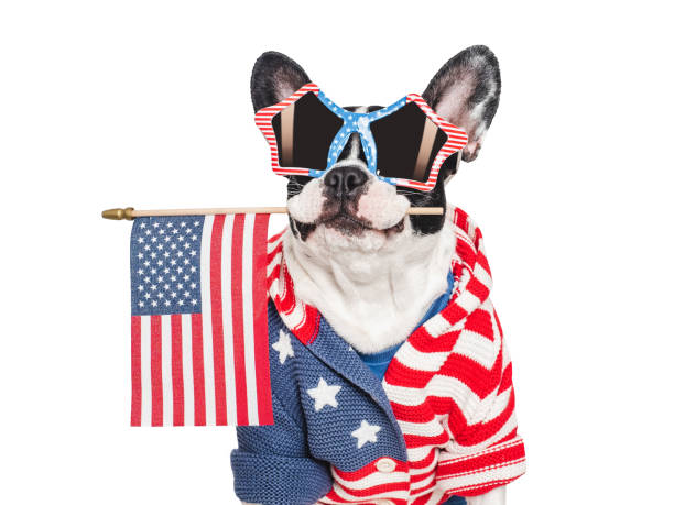 istock Cute puppy and American Flag. Studio shot 2157971383