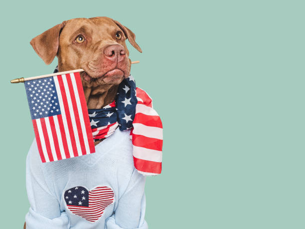 istock Cute dog and American Flag. Studio shot 2157971557