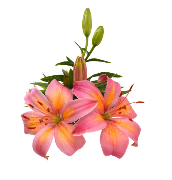 A lily flowers decorating on white