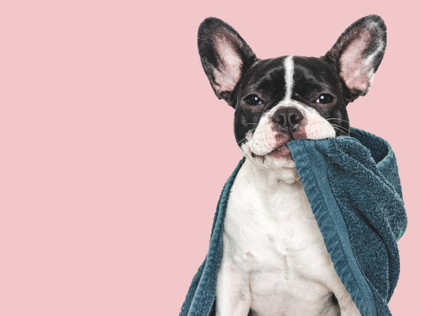 istock Cute puppy and blue towel. Studio shot 2157971748