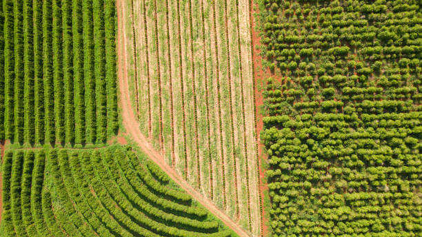 istock Aerial view of a coffee plantation 2157973312
