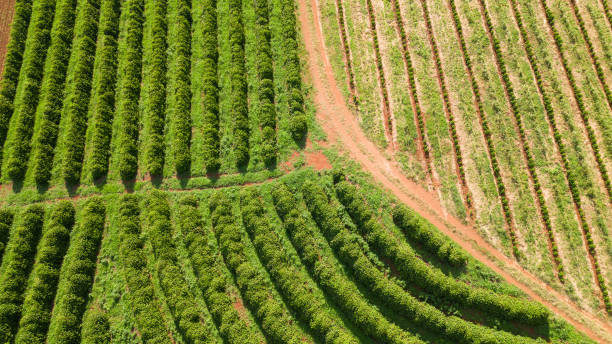 istock Aerial view of a coffee plantation 2157973314