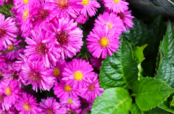 istock floral background of  chrysanthemums 2157973923