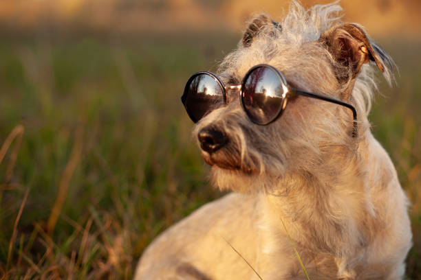 Close-up of a dog wearing sunglasses outdoors with ample copy space.