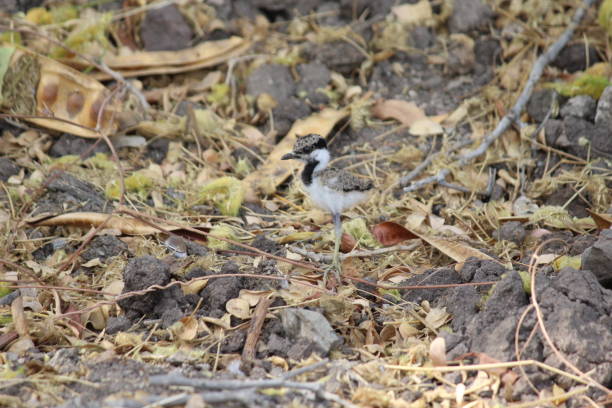 istock Young one of red wattled lapwing 2157974140