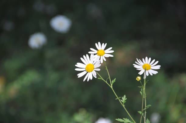 Chrysanthemum, formerly Dendranthemum white blooming'white fields of flowers to welcome winter